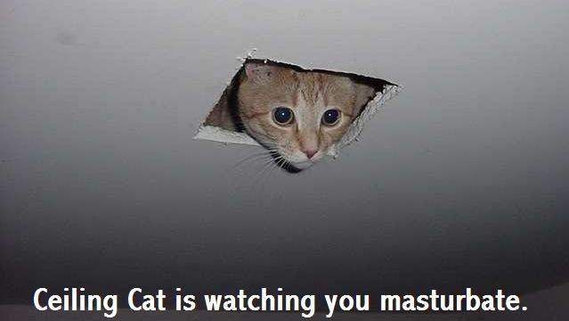 CeilingCat.JPG